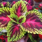 sugar defender ingredients i-coleus